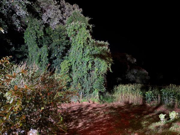 3 Hectares de Mata Preservada Sítio Gaya